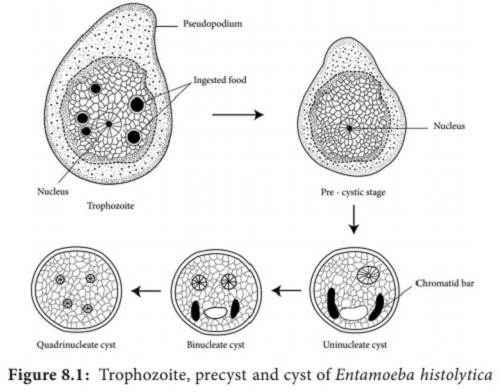 Entamoeba Histolytica Introduction History Habitat Morphology 7554